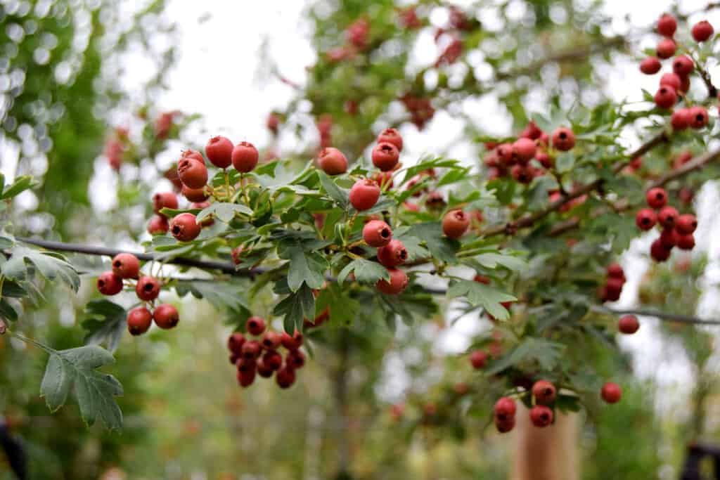 Crataegus monogyna <span class="hidden specialOffer"></span> 150-175 cm